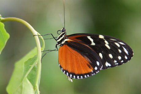 Euides Isabella.