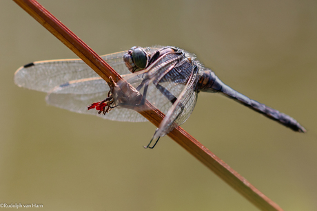 Libelle op een tak, bij het water