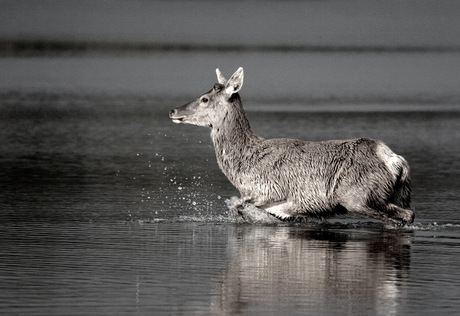 Hert in het water