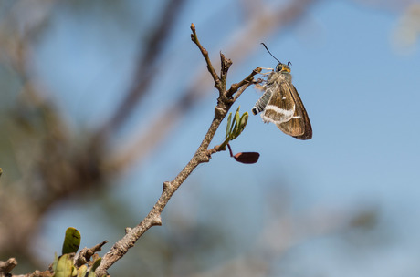 Vlinder van Madagaskar