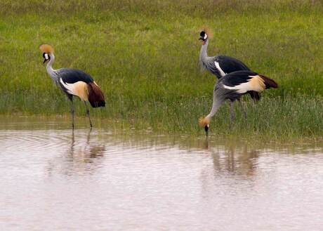 Kraanvogels in Amboseli National Park