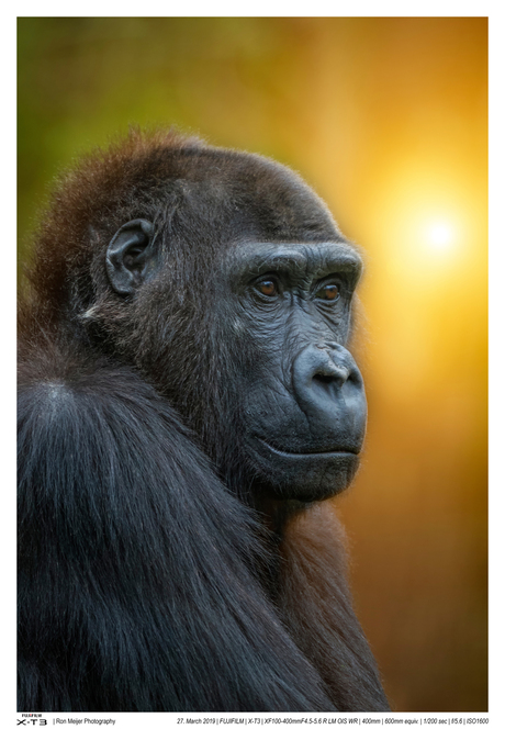 Zon ondergang in Burger's Zoo