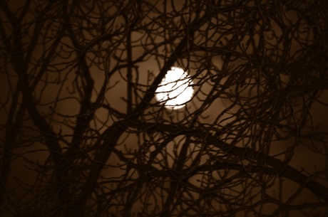 zie de maan schijnt door de bomen