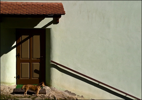 Dog in Sighisoara