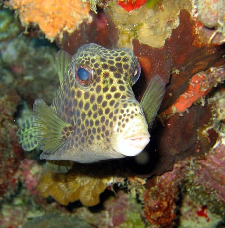 Spotted Trunkfish