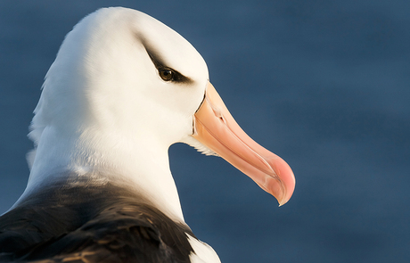 Wenkbrauw-albatros