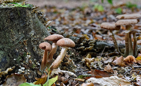 Groepje paddenstoelen op een boomstronk_DSC6196