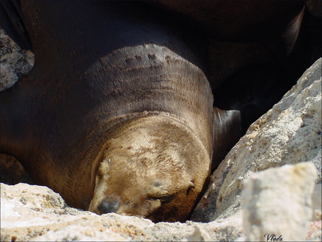 Zeehondje