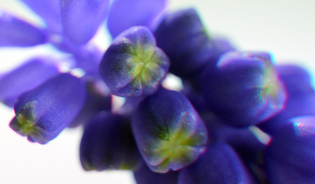 Common grape hyacinth (Blauwe druifjes) 3D