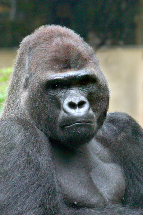 Gorillaportret