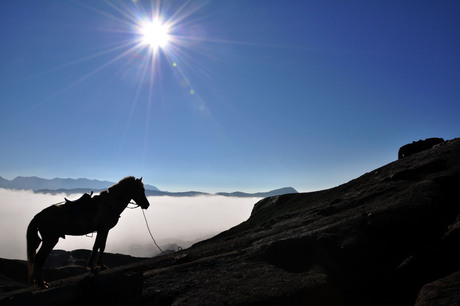 Toeristenpaarden Bromo vulkaan