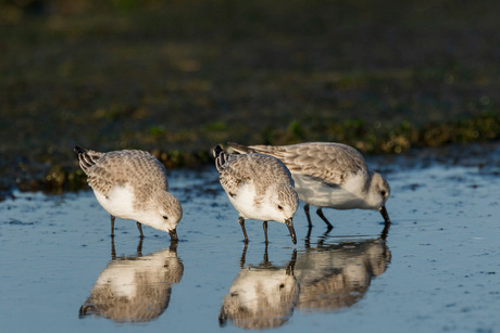 Drieteen Strandlopers