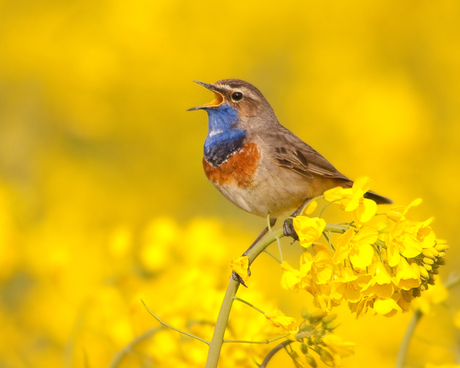 Zingende blauwborst