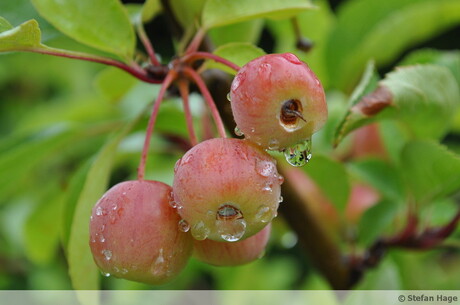 Appeltjes met regendruppels