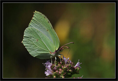 Citroen vlinder