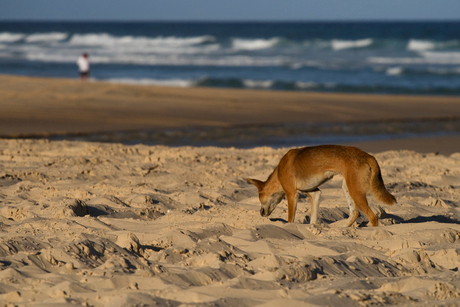 Fraser Island