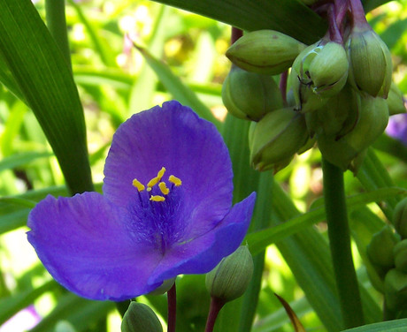 Bloem in het groen