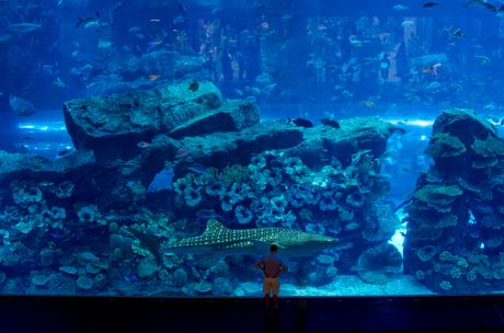 Aquarium_Dubai.jpg