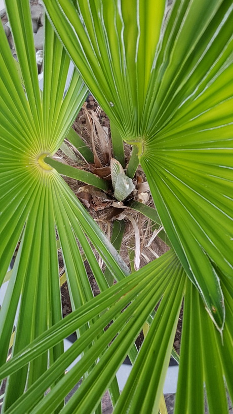 boven aanzicht palmboom