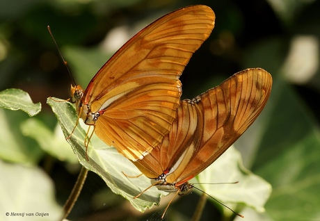 Dryas julia