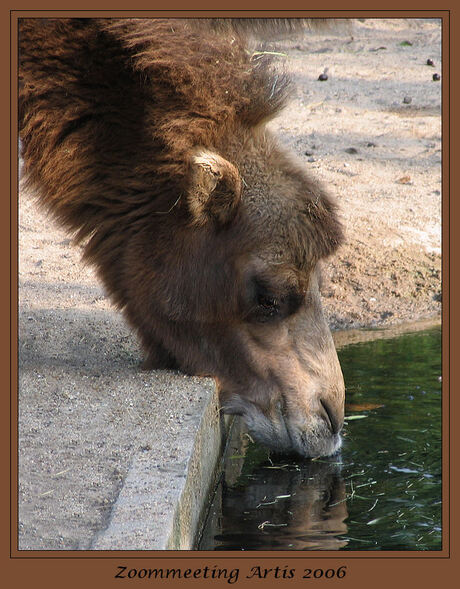 Slurpende kameel in Artis