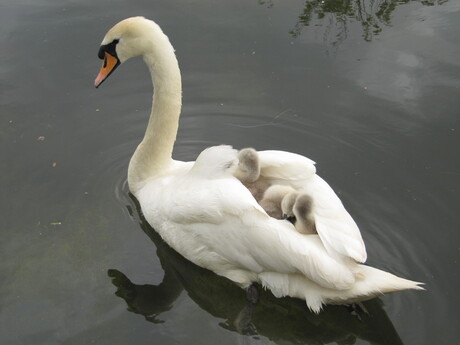 zwaan met kleintjes