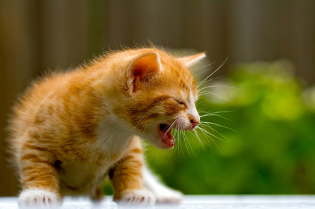 Little kitten scream..