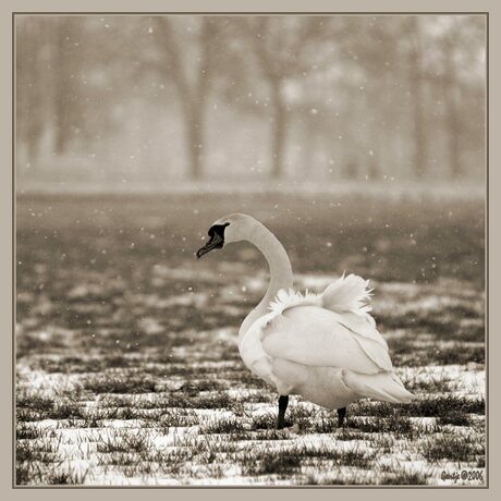 Zwaan in de sneeuw