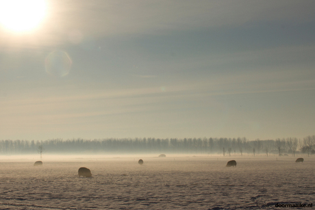 schapen in de sneeuw