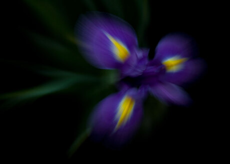 Iris (zoomburst)