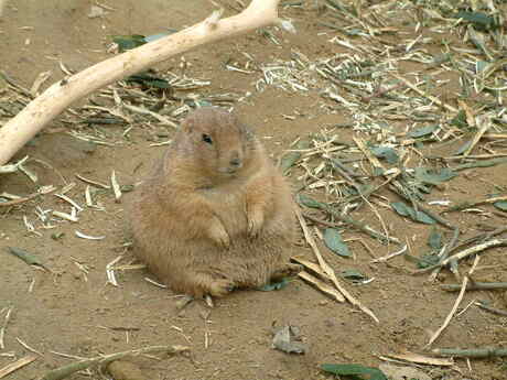 Noorderdierenpark Emmen