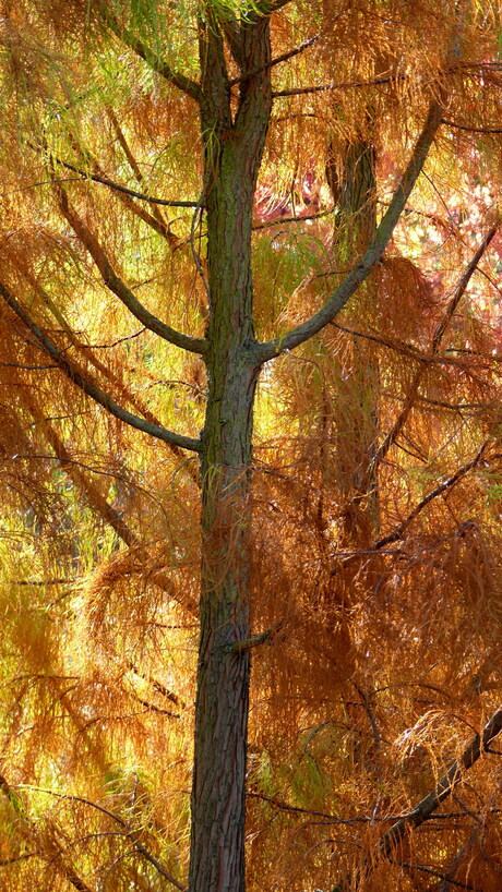 Herfst Botanische Tuin Utrecht