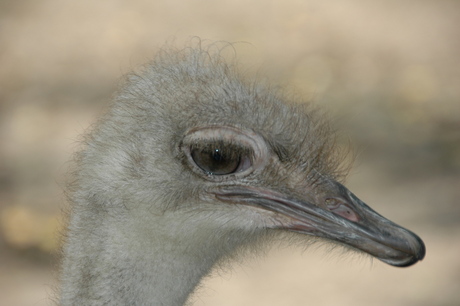 Bad hair day