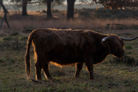 veluwe