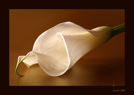 Calla aetheopica