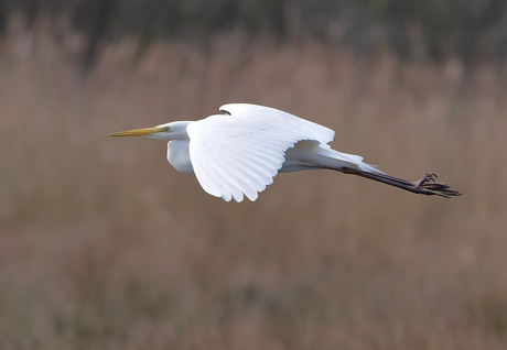 Grote Zilverreiger