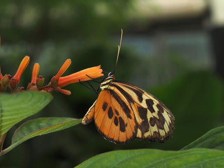 Eueides Isabella