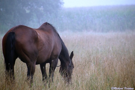 Paard in vroege ochtend