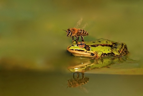 i always look forward