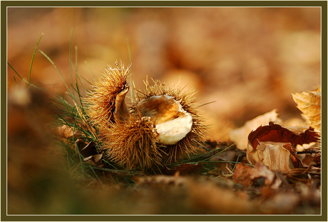 kastanjes in de herfst...