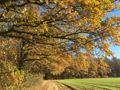Herfsteiken langs bosrand