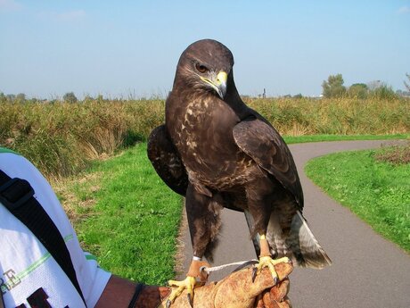 Buizerd 2