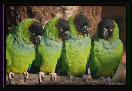 4 kleine papegaaitjes
