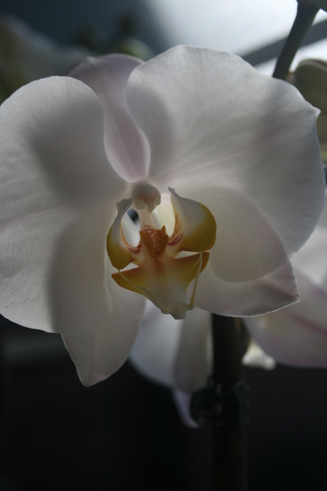 Orchidee