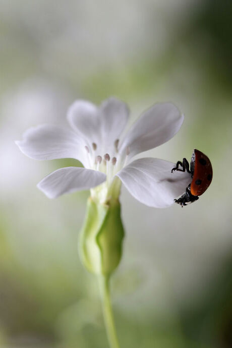 Hangend aan een bloemetje