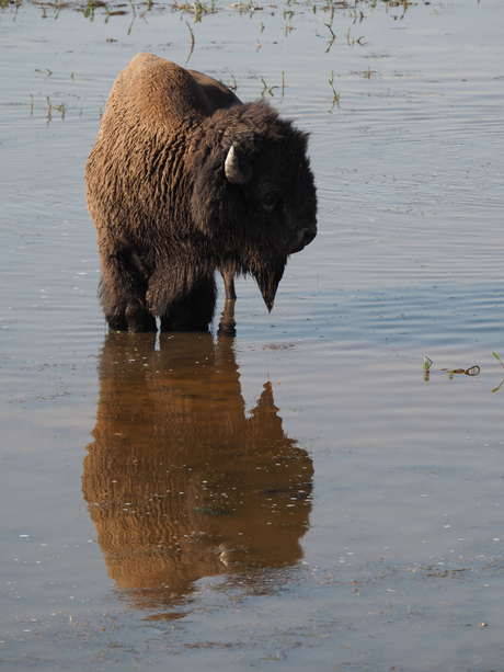 Reflections