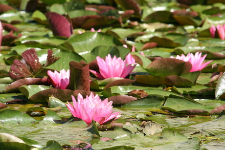 Waterplant