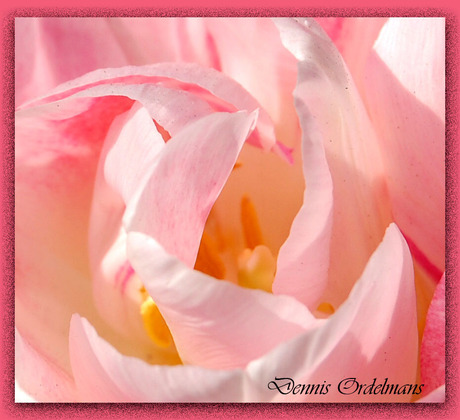Roze Tulp