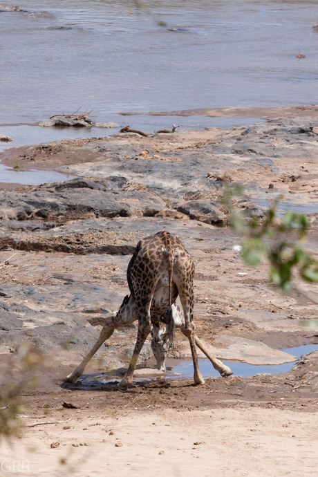 Drinkende giraffe