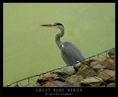 HB Great Blue Heron